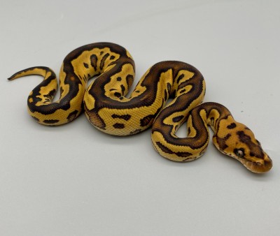 animal image