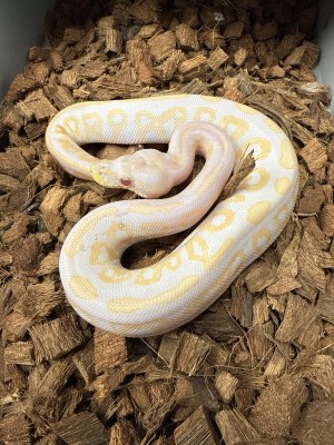 animal image