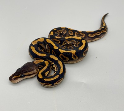animal image
