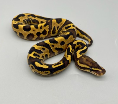 animal image