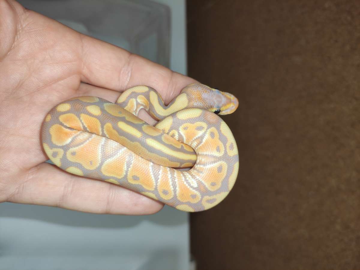 Coral Glow