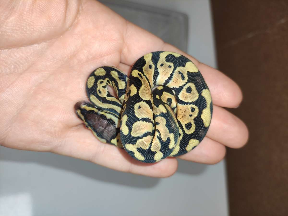 Pastel het clown