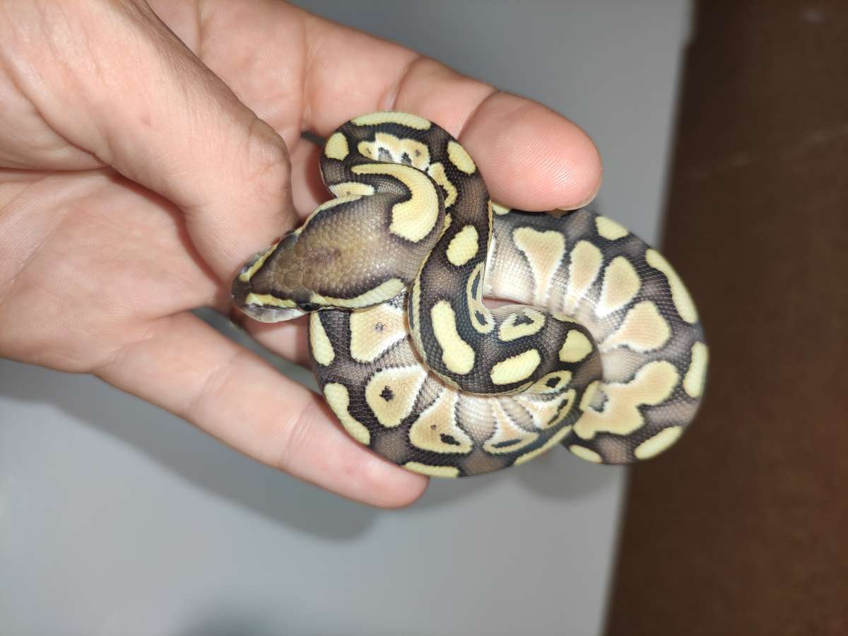 Butter Het Clown