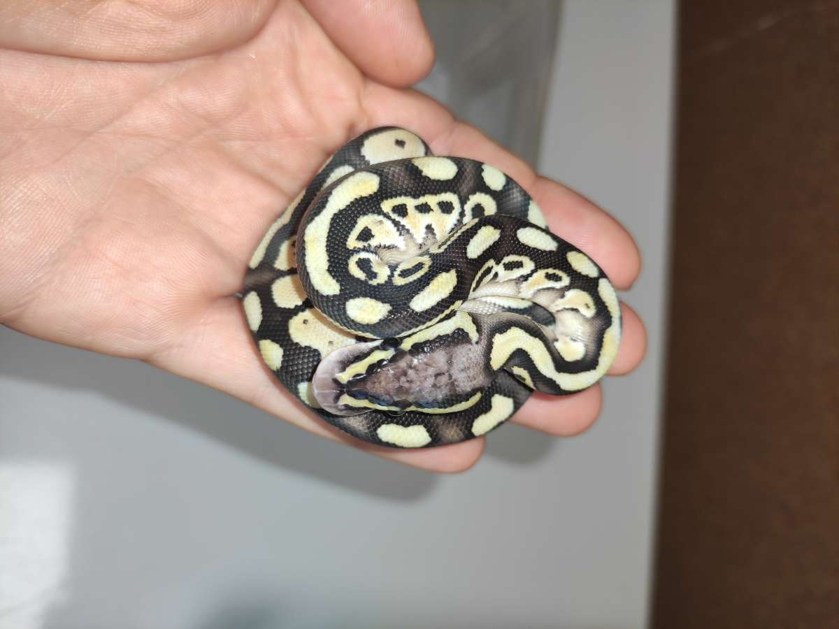 Butter Pastel Het Clown