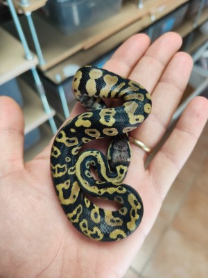 animal image