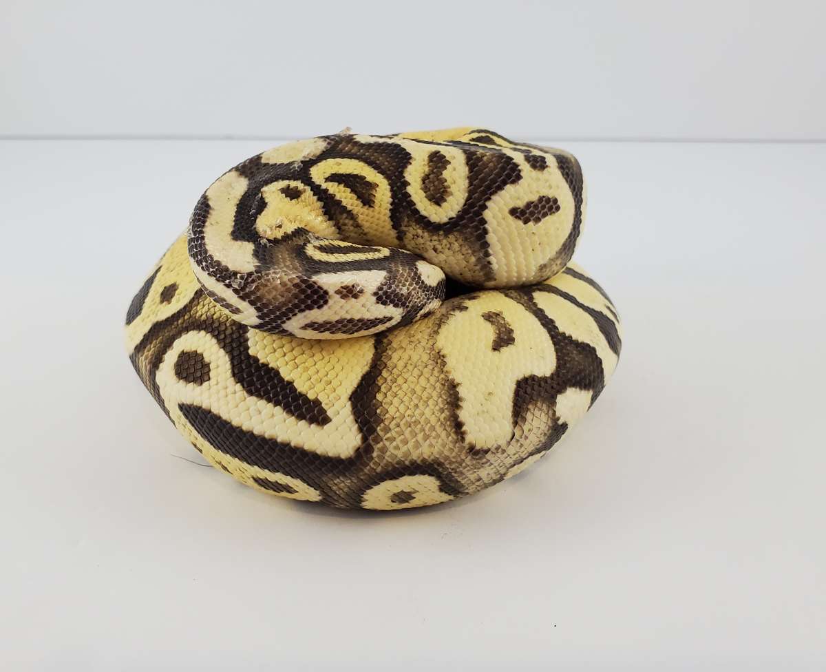 animal image