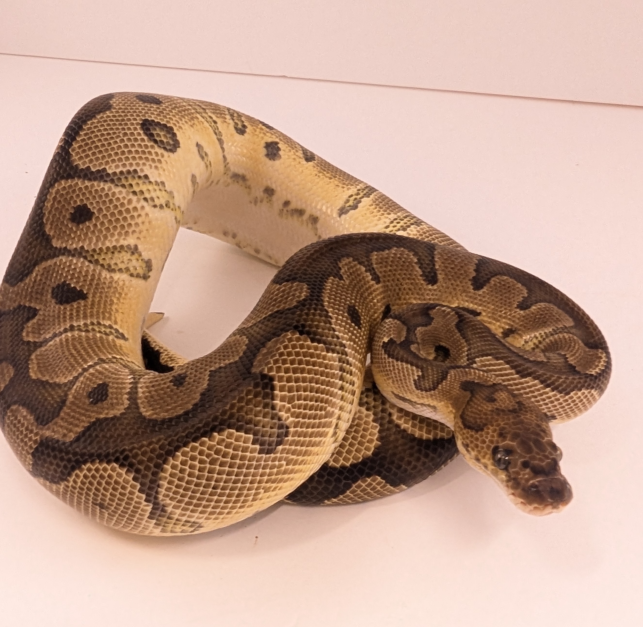 Acq 23 4 30