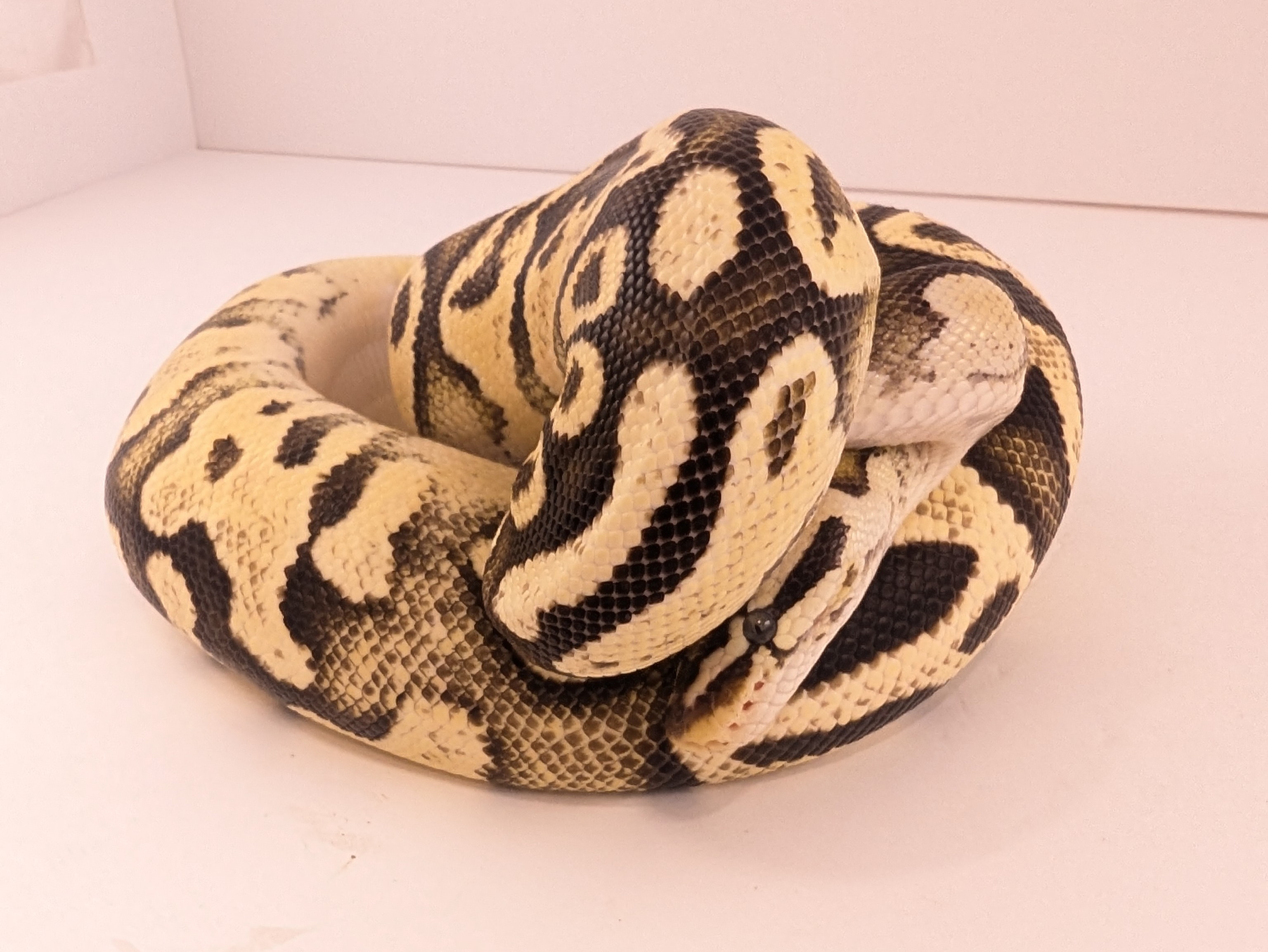 animal image