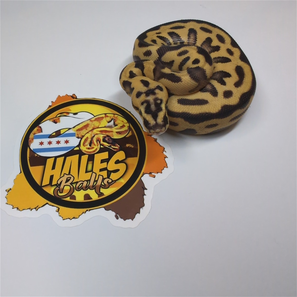 animal image