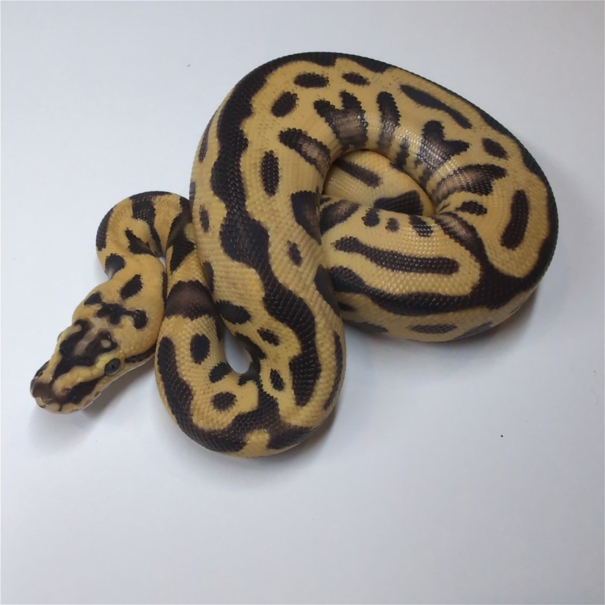 animal image