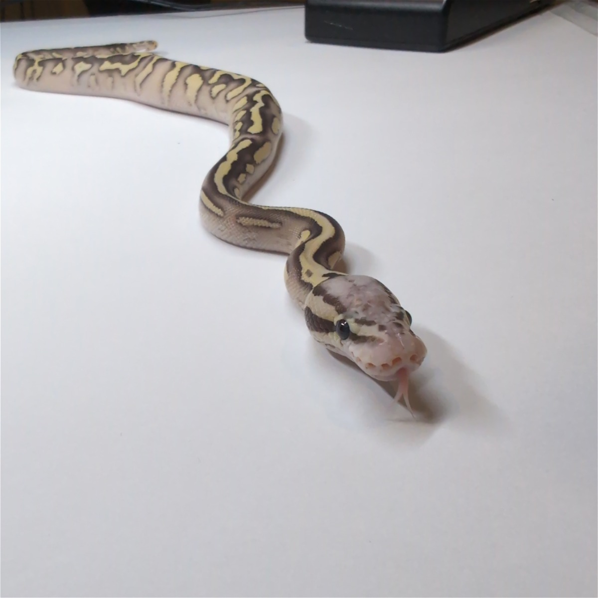 animal image