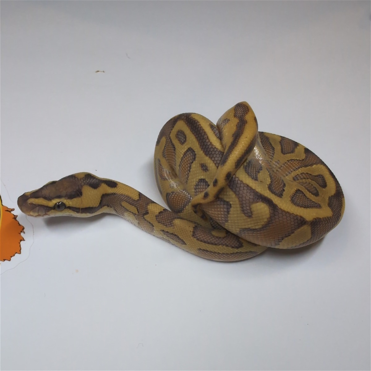 animal image