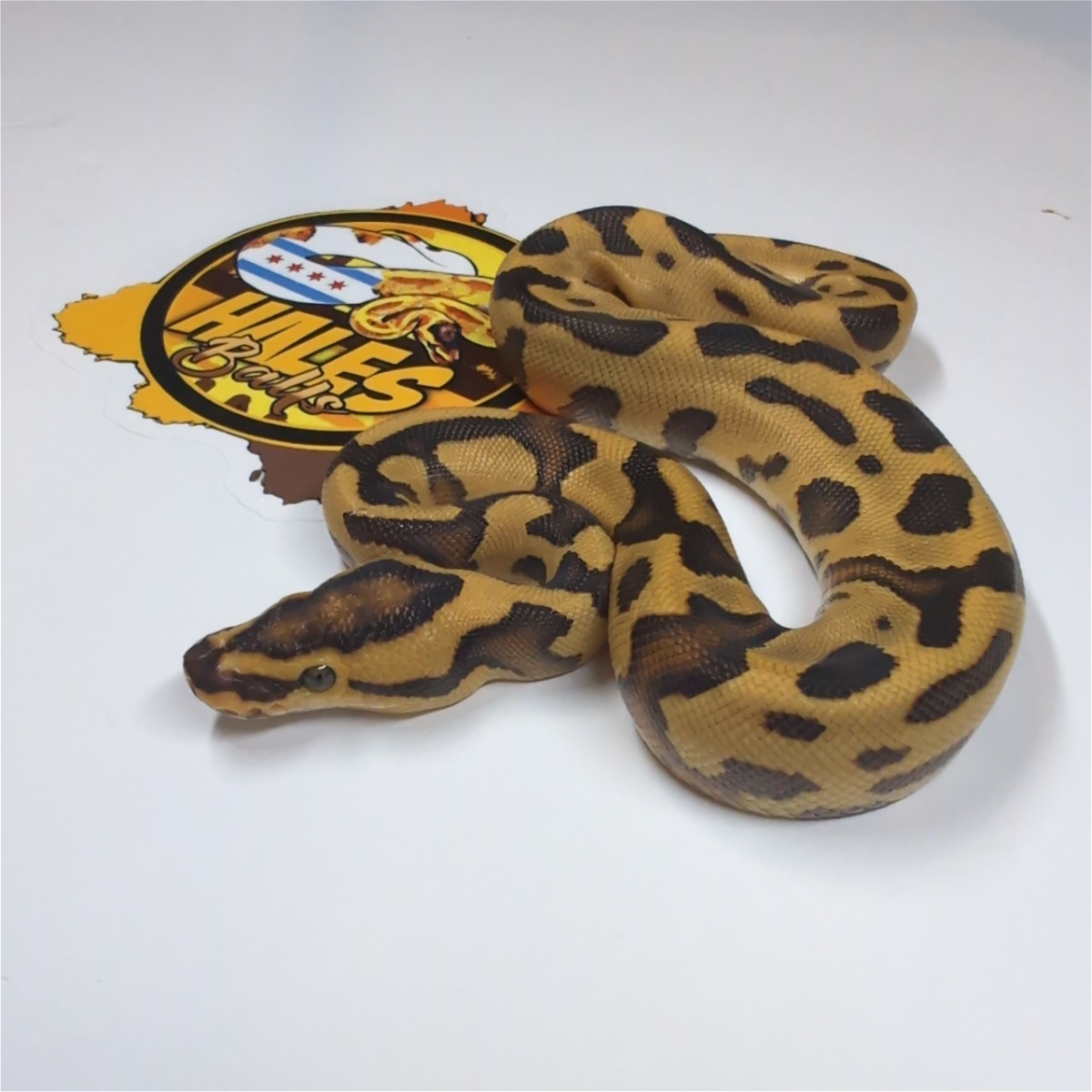 animal image