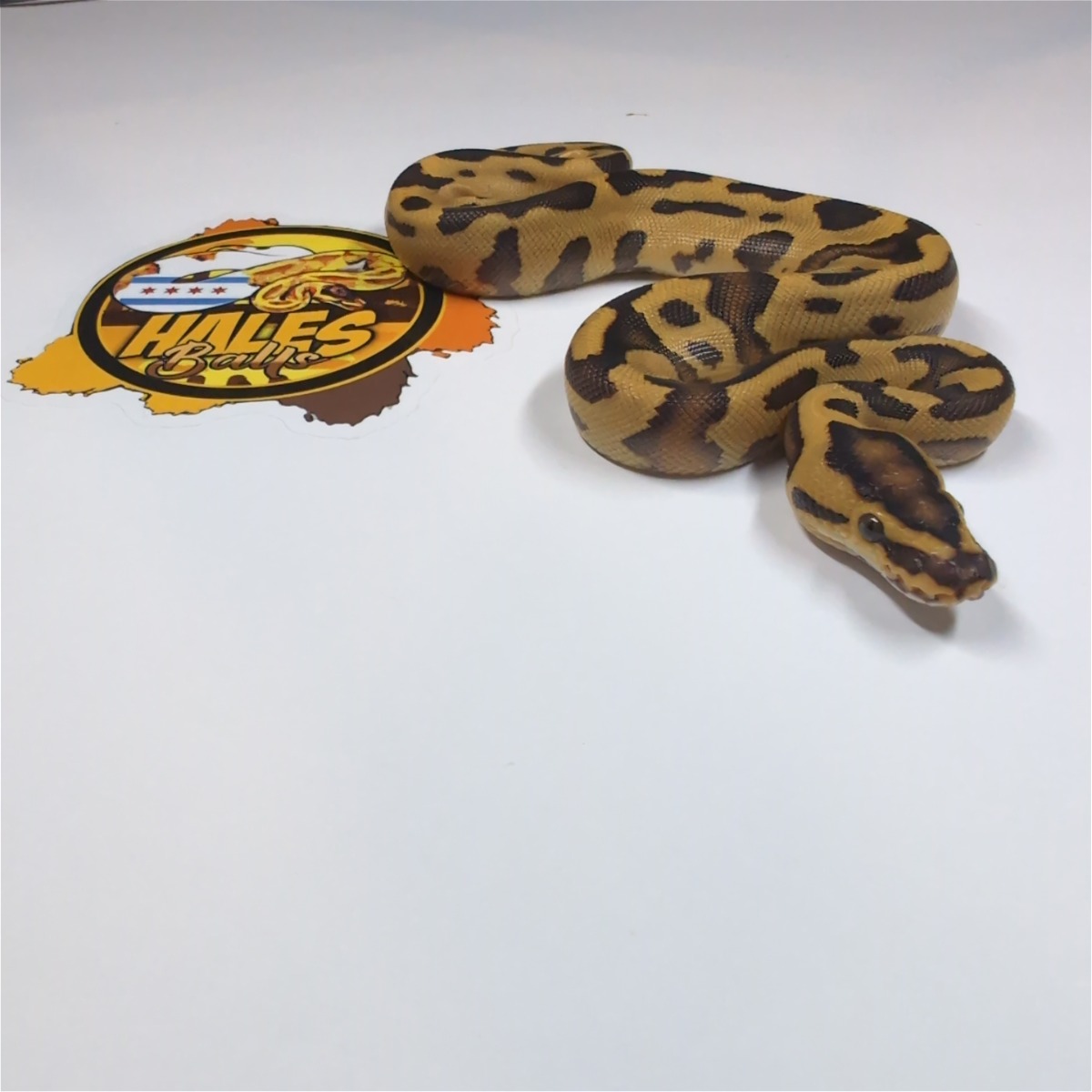 animal image