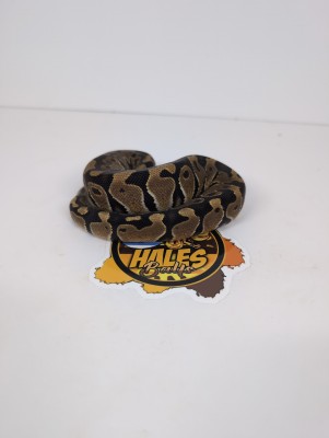 animal image