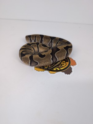 animal image
