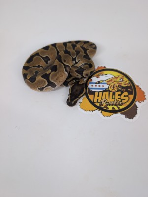 animal image
