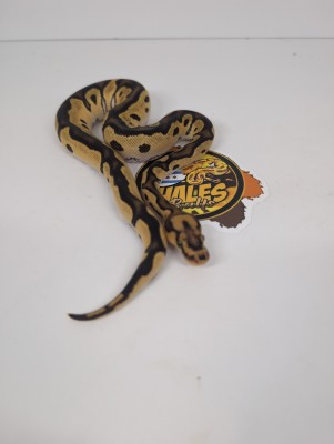 animal image