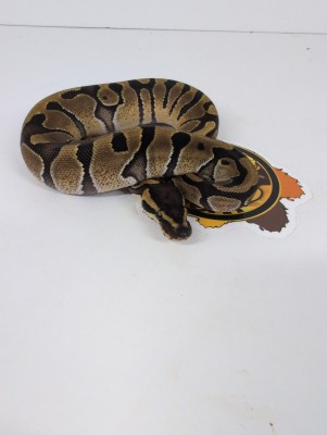 animal image
