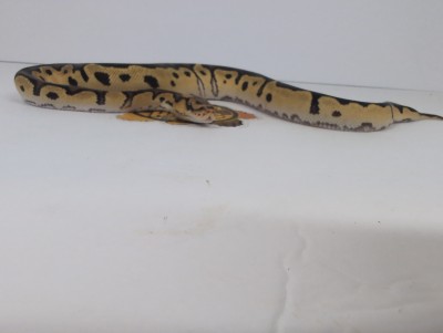 animal image
