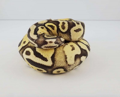 animal image