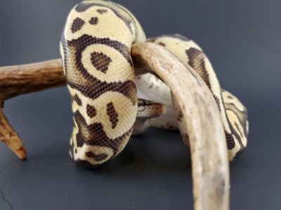 animal image