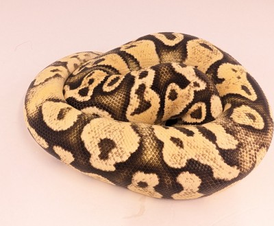 animal image