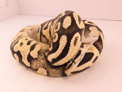 animal image