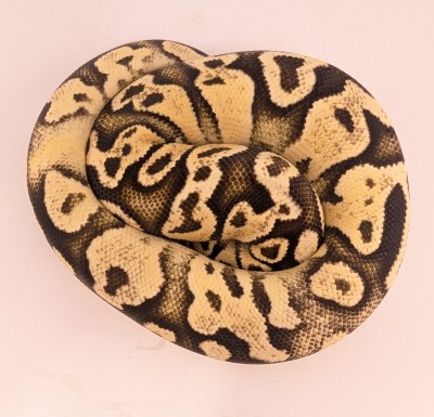 animal image