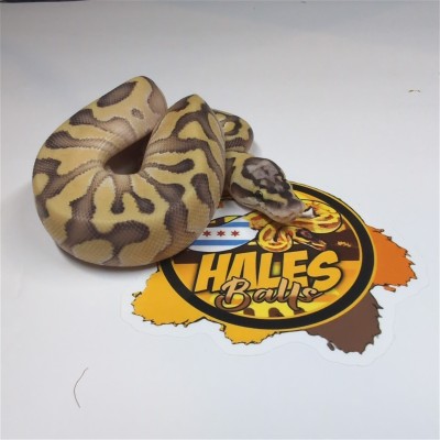 animal image