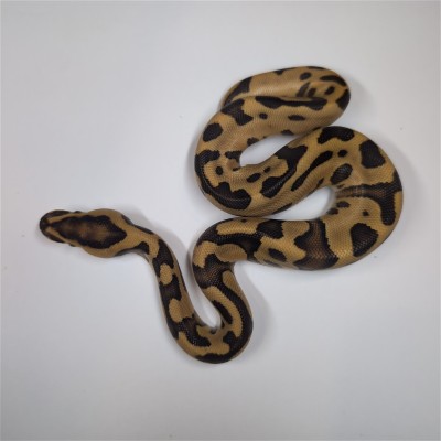 animal image