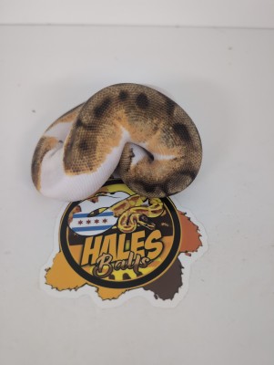 animal image