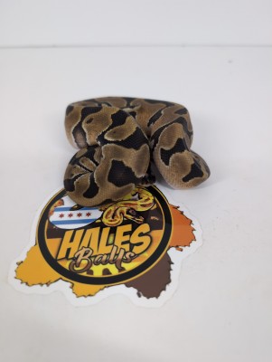 animal image