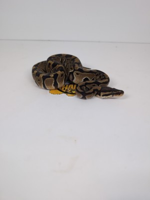 animal image