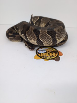 animal image