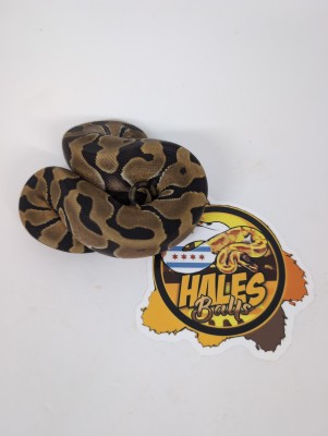 animal image