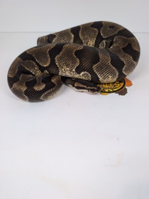 animal image