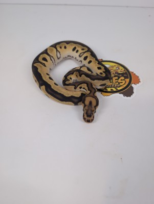 animal image