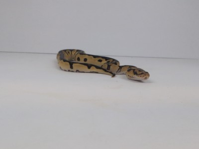 animal image