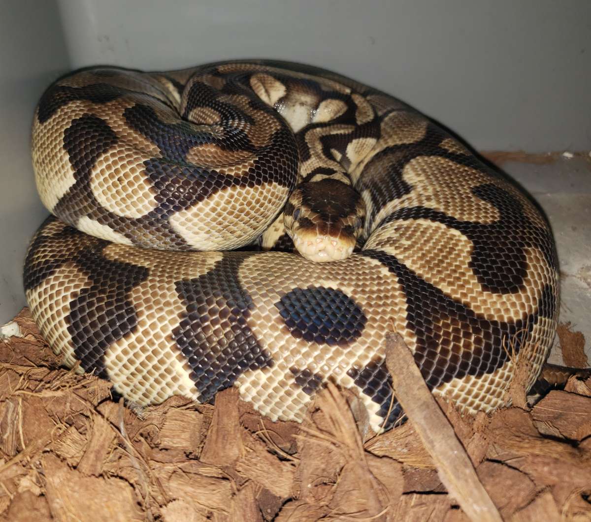 animal image