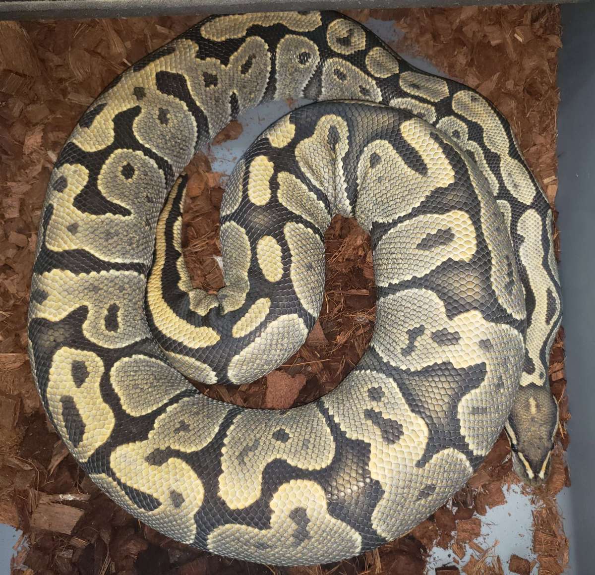 animal image