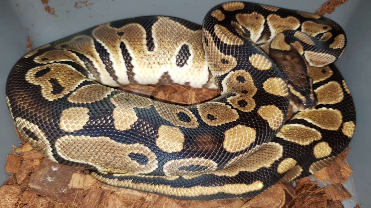 animal image