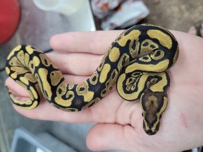 animal image