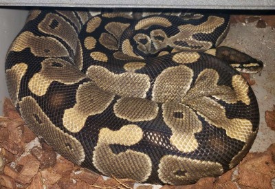 animal image