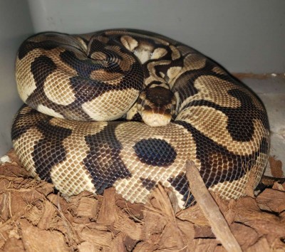 animal image
