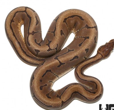 animal image