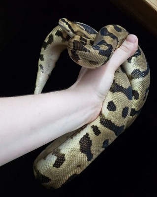 animal image
