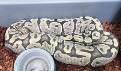 animal image