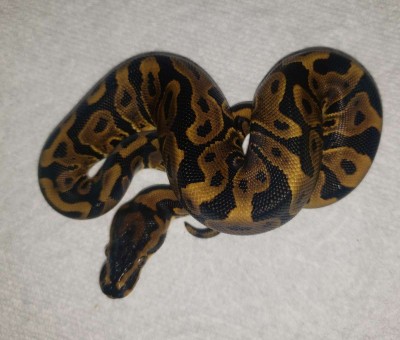 animal image