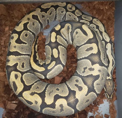 animal image